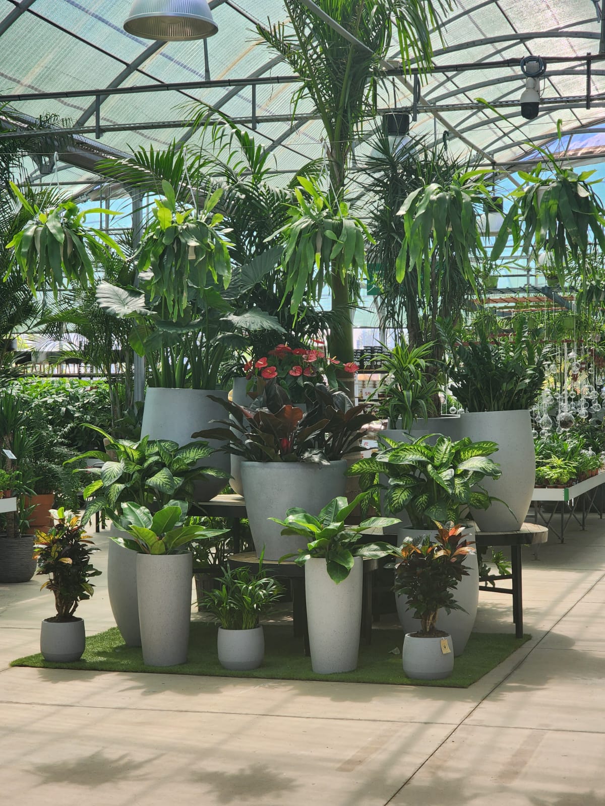 plantes